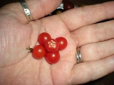 Cuillère de monde Tomate Groseille petit tomate! 20 graines! COMB S/H! VOIR NOTRE MAGASIN!