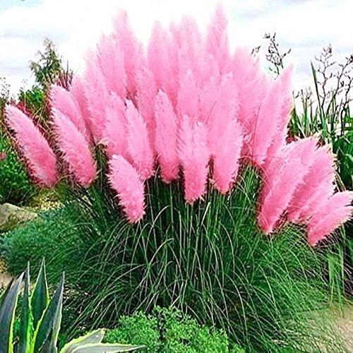 300 Stück Pampasgras-Samen, Pflanze, Heimbüro, Ornament, Garten, Bonsai, DIY-Dekoration für Frauen, Männer, Kinder, Anfänger, Gärtner, Geschenk, Rosa