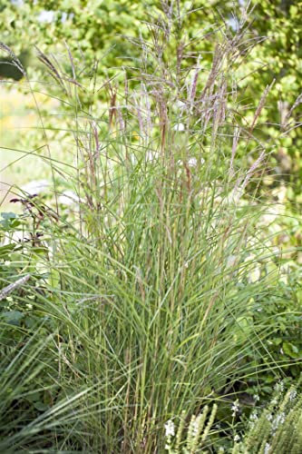 Miscanthus sinensis 'Kleine Fontäne' – Winterhart, Mehrjährig, Pflegeleicht – Chinaschilf – Ziergras für Garten & Beet