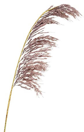 artplants.de Branche Artificielle Herbe de la Pampa SGARLAD, Violet Ancien, 125cm - Herbe de la Pampa décorative