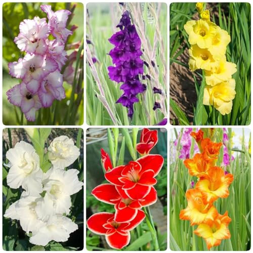 26 bulbi di fiori di gladiolo - fiori da giardino, piante perenni resistenti, gladioli, bulbi di fiori, inverdimento del tetto resistente, bulbi a primaverile, pascolo, p