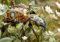 CALVENDO Poster 84,1 x 59,4 cm Querformat Ein Motiv aus dem Kalender Die fantastische Welt der Steampunk-Insekten| Bilder, Kunstdruck, Wandbild, Wanddeko, Prints ohne Rahmen