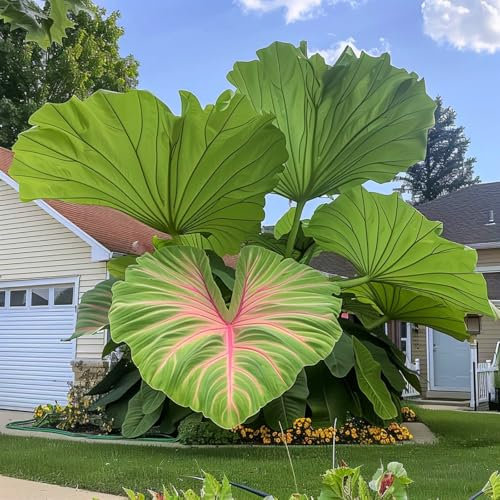 Schattenliebende Pflanzen für den Garten – Imposante Große Elefantenohren, seltene Farbtöne, dekorative Gartenpflanzen, Blumenzwiebeln, winterharte Knollen, Stauden-2 zwiebel-C