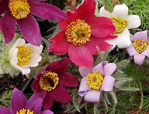 Küchenschelle Mischung, Kuhschell,Pulsatilla, Winterhart