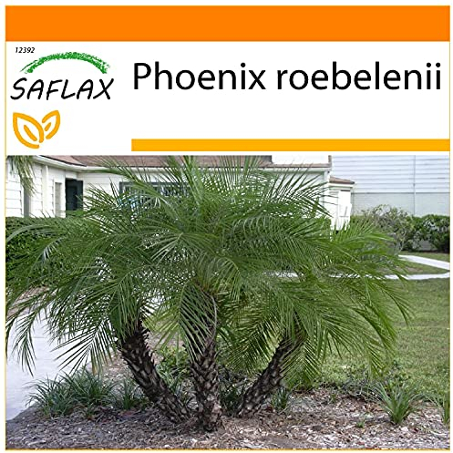 SAFLAX - Garden in the Bag - Palma da datteri nana - 25 semi - Phoenix roebelenii