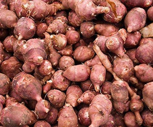 Aussaat 1 Knolle: Red Fuseau Topinambur, einzelne Knollen, biologisch, winterhart