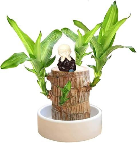 Bois Brésilien à Germination Magique, Plantes de Bambou Porte-Bonheur d'intérieur - Souche d'arbre Artificielle - Mini Bois Porte-Bonheur du Brésil - Bois de Bambou Porte-Bonheur (#B)