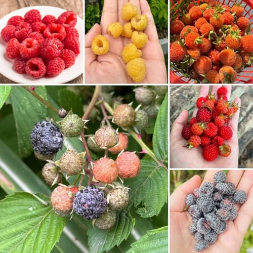 100 pz Semi di lampone biologici albero da frutto regali insoliti piante rare Semi di lampone - piante di lampone regali ecologici bonsai regali sostenibili per alberi da frutto nani