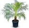 Tropictrees Phönix Roebelenii - Hauteur du tronc : 20-30 cm - Palmier dattier nain - Élégance exotique pour votre maison - À feuilles persistantes - Palmier