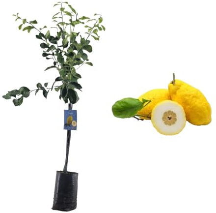 Pianta di Cedro - Citrus Medica - H100cm inclusa Fitocella