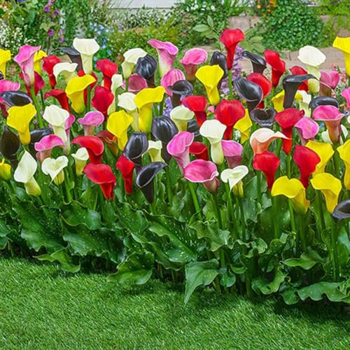 Calas Bulbos, Plantas De Lirio De Cala, Bulbos De Flores,Al Aire Libre Flores Cortadas,Plantas Perennes, Plantas De JardíN, Plantas En Macetas, Loto-10bulbos-C