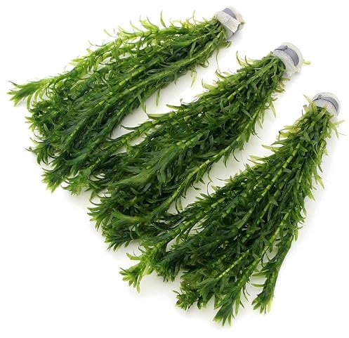 30 ELODEA DENSA Stems - 3 Bunches Oxygenating Weed Live Pond Plant Water Aquarium Aquatic Plants Egeria k2aqua