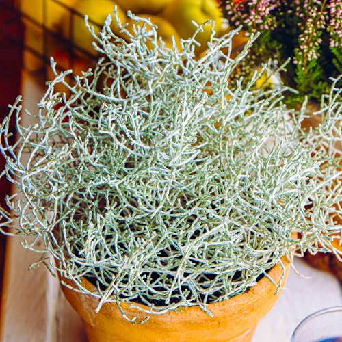 Gardeners Dream Leucophyta Brownii Stacheldraht Pflanze (20-30 cm inkl. Topf) - Ideale Grünpflanzen für draußen, Steingarten Pflanzen, Balkon Pflanzen, Sträucher Immergrün, Terrassen Pflanzen