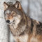 20 Servietten Wolf auf Birken Tiere 33x33cm