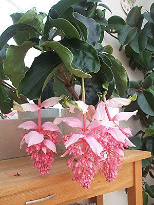 50 pezzi di semi di piante in Vaso Medinilla