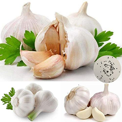 Benoon Semillas de ajo, 100Pcs/Bag Garlic Seeds no OGM Viable Plantación al aire libre Semillas vegetales para semillas de ajo agrícola