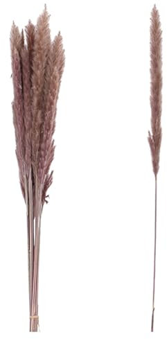 VOSTEEN 1x Pampasgras 75 cm beige - Gräser getrocknet vielseitig & natürliche Optik - Deko Frühling Wohnzimmer Tischdeko Esstisch
