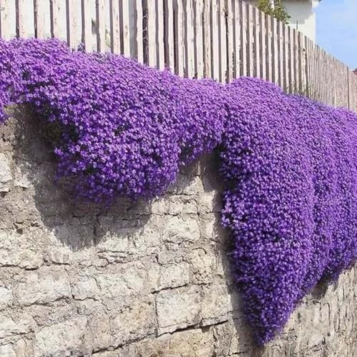 Roadoor 100pcs Kriechende thymian samen bodenbeckung Blumen samen teppich Evergreen pflalenze Blumen samen für Garten rasen balkon Patio Viola