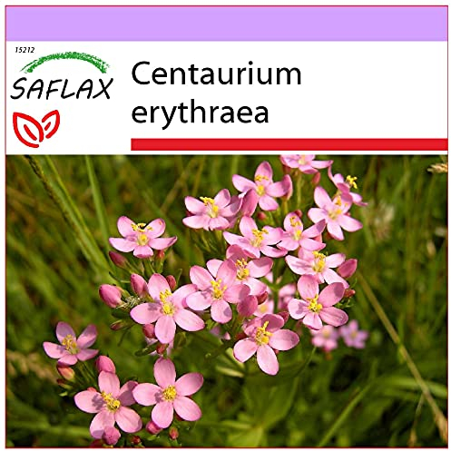 SAFLAX - Heilpflanzen - Tausendgüldenkraut - 250 Samen - Centaurium erythraea