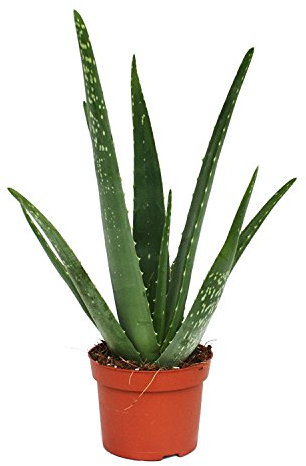 Fantastic Delightful Aloe Vera Plant Excellent healing benefit - Aloe Vera Gel - Next day delivery option - Aloe Vera, Aloe vera plants, Aloe plant, Aloe Vera plant, Healing, Aloe Vera Gel, evergreen, easy care, treating burns cuts rashes, gift, plant gifts, kitchen plant, houseplant, office plant, Christmas, Christmas gifts, Christmas presents, Xmas gifts, Xmas, Small plants.