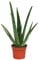 Fantastic Delightful Aloe Vera Plant Excellent healing benefit - Aloe Vera Gel - Next day delivery option - Aloe Vera, Aloe vera plants, Aloe plant, Aloe Vera plant, Healing, Aloe Vera Gel, evergreen, easy care, treating burns cuts rashes, gift, plant gifts, kitchen plant, houseplant, office plant, Christmas, Christmas gifts, Christmas presents, Xmas gifts, Xmas, Small plants.