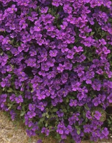 250 Aubrieta Royal Violet Seeds - Aubretia Violet Perennial Seeds