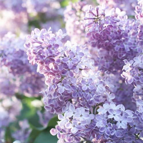 YouGarden Fragrant French Lilac 'Katherine Havemeyer', Established Plant in 9cm Pot, Ready to Plant