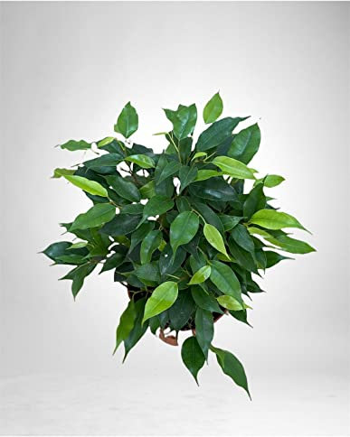 Pianta Ficus benjamina Green Kinky Vaso 12cm