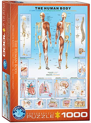 EuroGraphics 1000 Teile - Der menschliche Körper, mehrfarbig, 6000-1000