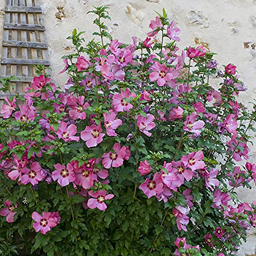 Hardy Hibiscus Plant Collection - 3 Varieties in 2L pots
