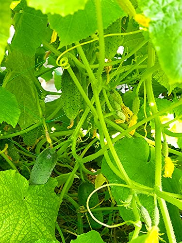 Italienische Minigurke – Verde di Parigi - Gurke - Aromatisch, knackig, vielseitig - 30 Samen