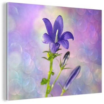 MuchoWow Glasbild Glasfoto Wandbild Bilder Deko 80x60 cm Eine violette Sternhyazinthe