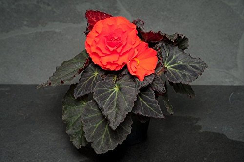 Semi Begonia Nonstop Mocca Semi Arancione 15 Il Pellet