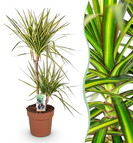 Dracaena Sunray - Drachenbaum - Pflegeleicht - Grün - 90-100cm - Ø21cm - Zimmerpflanze - Immergrün