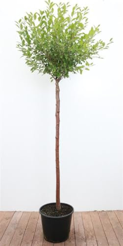 Prunus fruticosa 'Globosa' 125 cm Stammhöhe – Winterhart, Mehrjährig, Pflegeleicht – Kugelkirsche – Zierbaum für Garten & Kübel