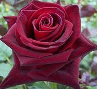 Seeds Black Baccara Rose Seeds Packet
