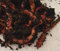 Axolotl Futter Fischfutter Angelköder 1 Dose Dendrobena Mix ca. 35 Würmer pro Dose