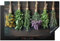 KitchenYeah© Herdabdeckplatte Einteilig Küche Ceranfeld Abdeckplatte Cerankochfeld Abdeckung Induktionskochfeld Schutzmatte Pflanzen - Holz - Blumen - Trocknen - 80x52 cm