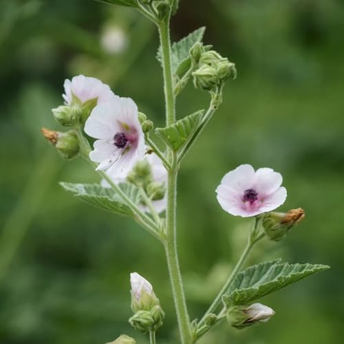 EibischSamen, alte sorten Althaea officinalis, geschenke für gartenliebhaber winterharte kübelpflanzen für sonnige plätze garten kräutergarten 200pcs