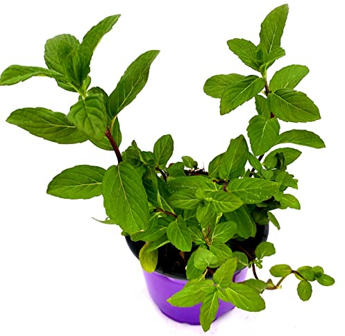 Japanische Heilminze Mentha arvensis x spicata Kräuter Pflanze 4stk.