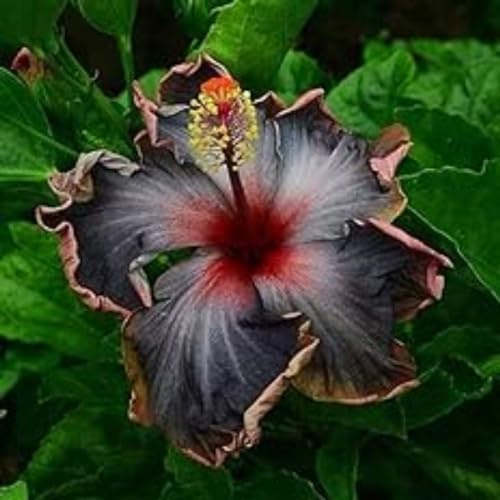 Hibiscus Knollen,Blumenzwiebeln Mehrjährig winterhart,Ausgezeichnete Verzierung,Mysteriöse Magische Glühbirne,Gartenzwiebeln,Hibiskus Pflanzen,seltene pflanzen.-1zwiebeln-M