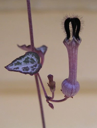 Portal Cool 1 (1 Planta): Ceropegia Linearis woodii los Corazones en una Cadena 8Cm Pot Favor, Lea la descripción