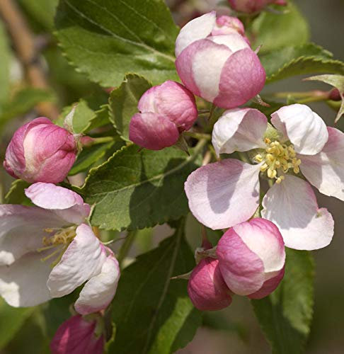 Hochstamm Zierapfel Red Jade 100-125cm - Malus Hybride - lebende Gartenpflanze aus den Baumschulen
