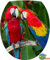 Sticker Autocollant Abattant WC Perroquet 35x42cm réf 066