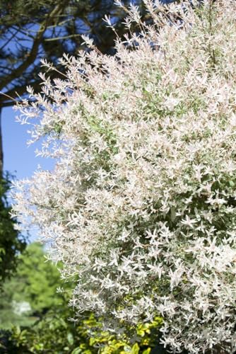 Salix integra 'Hakuro Nishiki' 80 cm Stammhöhe - Harlekinweide, rosa-weiße Blätter, ideal für Kübel und Gärten, pflegeleicht, schnittverträglich