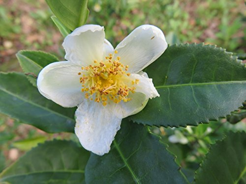 1 PIANTA DI CAMELIA SINENSIS LA PIANTA DEL TE' VASO 14CM