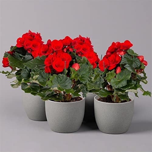 Elatior-Begonie, Topf-Ø 14 cm, rot, Höhe ca. 20-27 cm, 4er-Set