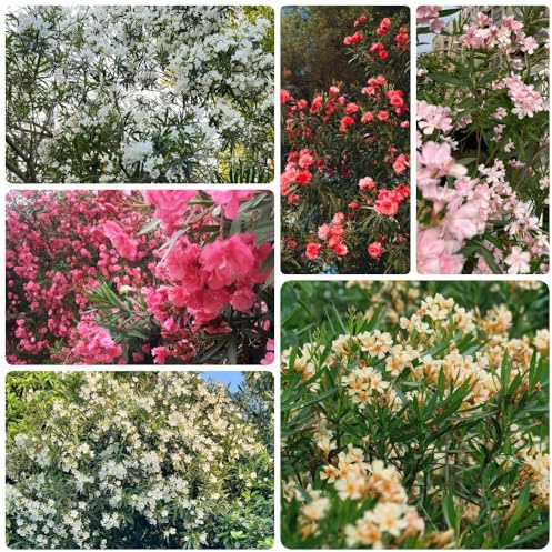 Semillas de adelfa - resistentes de exterior Nerium oleander - semillas de silvestres semillas para camas elevadas regalos sostenibles 35pcs