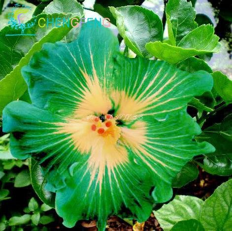 100 Riesen-Hibiskus-Blumensamen Indoor-Mix Farbe Seed DIY Hausgarten Topf oder Hof Blumenpflanze Staude Topf