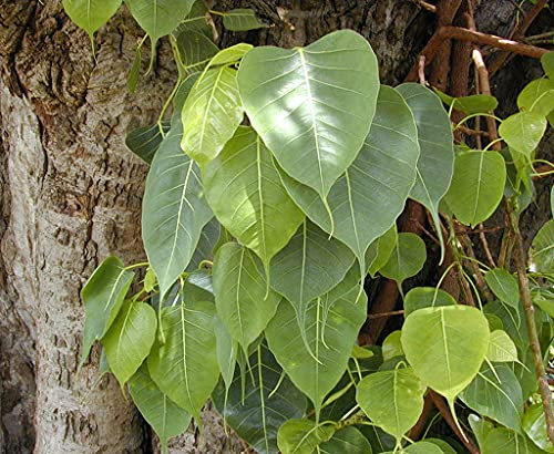 SVI 50 Stück Ficus religiosa Baumsamen